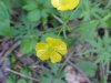 Common Buttercup (Ranunculus acris)