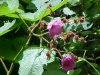 Purple-flowering Raspberry (Rubus odoratus)
