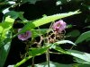 Purple-flowering Raspberry (Rubus odoratus)