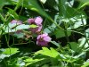Purple-flowering Raspberry (Rubus odoratus)