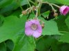 Purple-flowering Raspberry (Rubus odoratus)