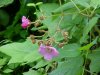 Purple-flowering Raspberry (Rubus odoratus)