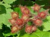 Of the Wild Red Raspberry family (Rubis idaeus)