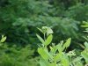 Butterfly and Indian Hemp (Apocynum cannabinum) (A Dogbane - True Hemp is Cannabis; another family)