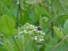 Insects and Indian Hemp (Apocynum cannabinum) (A Dogbane - True Hemp is Cannabis; another family)