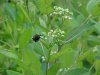 Insects and Indian Hemp (Apocynum cannabinum) (A Dogbane - True Hemp is Cannabis; another family)