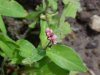 Lady's Thumb (Polygonum persicaria)