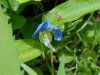 Asiatic Dayflower; Mouse Flower (Commelina communis) (has flowers that open for only one day)