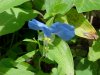 Asiatic Dayflower; Mouse Flower (Commelina communis) (has flowers that open for only one day)