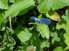 Asiatic Dayflower; Mouse Flower (Commelina communis) (has flowers that open for only one day)