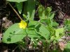 Yellow Wood Sorrel; Sour Grass (Oxalis stricta)