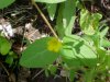 Yellow Wood Sorrel; Sour Grass (Oxalis stricta)