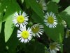 Daisy Fleabane (Erigeron annus)