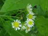 Daisy Fleabane (Erigeron annus)