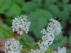 Wild Angelica (Angelica triquinata) - described as closely resembling the very poisoness Water Hemlock (Cicuta maculata)