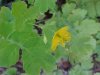 Greater Celandine; Wartweed (Chelidonium majus)