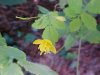 Greater Celandine; Wartweed (Chelidonium majus)