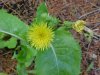 Spiney-leaved Sow Thistle (Sonchus asper)