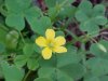 Yellow Wood Sorrel; Sour Grass (Oxalis stricta)