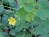 Yellow Wood Sorrel; Sour Grass (Oxalis stricta)