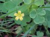 Yellow Wood Sorrel; Sour Grass (Oxalis stricta)