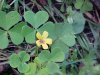 Yellow Wood Sorrel; Sour Grass (Oxalis stricta)