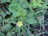 Yellow Wood Sorrel; Sour Grass (Oxalis stricta)