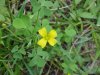 Yellow Wood Sorrel; Sour Grass (Oxalis stricta)