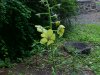 Moth Mullein (Verbascum blattaria)