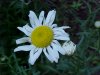 Oxeye Daisy (Leucanthemum vulgare)