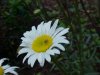 Oxeye Daisy (Leucanthemum vulgare)