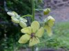 Moth Mullein (Verbascum blattaria)