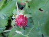 Indian Strawberry (Duchesnea indica)