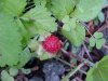 Indian Strawberry (Duchesnea indica)