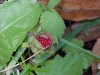 Indian Strawberry (Duchesnea indica)