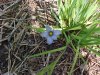 Blue-eyed Grass (Sisyrinchium angustifolium)
