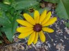 Black-eyed Susan (Rudbeckia hirta)