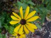 Black-eyed Susan (Rudbeckia hirta)