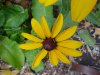 Black-eyed Susan (Rudbeckia hirta)