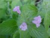 Wild Basil (Clinopodium vulgare)