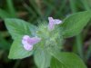 Wild Basil (Clinopodium vulgare)