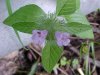 Wild Basil (Clinopodium vulgare)
