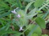 Wild Basil (Clinopodium vulgare)