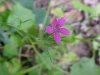 Deptford Pink; Grass Pink (Dianthus ameria)