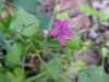 Deptford Pink; Grass Pink (Dianthus ameria)