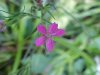 Deptford Pink; Grass Pink (Dianthus ameria)