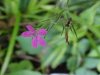 Deptford Pink; Grass Pink (Dianthus ameria)