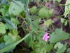 Deptford Pink; Grass Pink (Dianthus ameria)