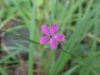 Deptford Pink; Grass Pink (Dianthus ameria)