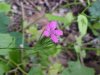 Deptford Pink; Grass Pink (Dianthus ameria)